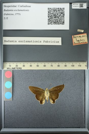 Media type: image;   Entomology 186716